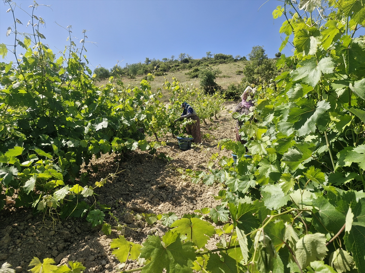 A A 20250706 38485628 38485624 E R B A A N A R I N C E B A G Y A P R A G I N D A N 2 M I L Y A R L I R A L I K G E L I R B E K L E N I Y O R