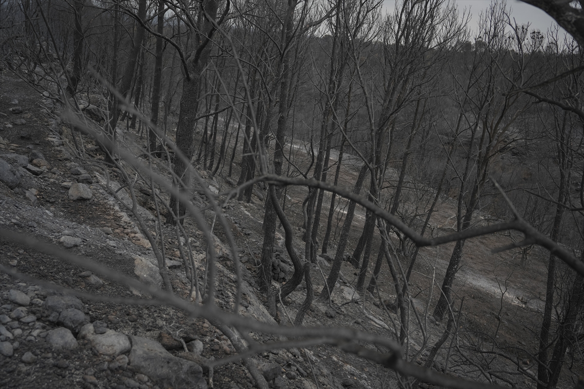 A A 20250709 38516807 38516790 K A T A L O N Y A D A O R M A N Y A N G I N L A R I 18 B I N K I S I N I N Y A S A M I N I O L U M S U Z E T K I L E D I