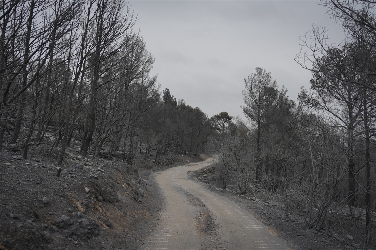 A A 20250709 38516807 38516791 K A T A L O N Y A D A O R M A N Y A N G I N L A R I 18 B I N K I S I N I N Y A S A M I N I O L U M S U Z E T K I L E D I