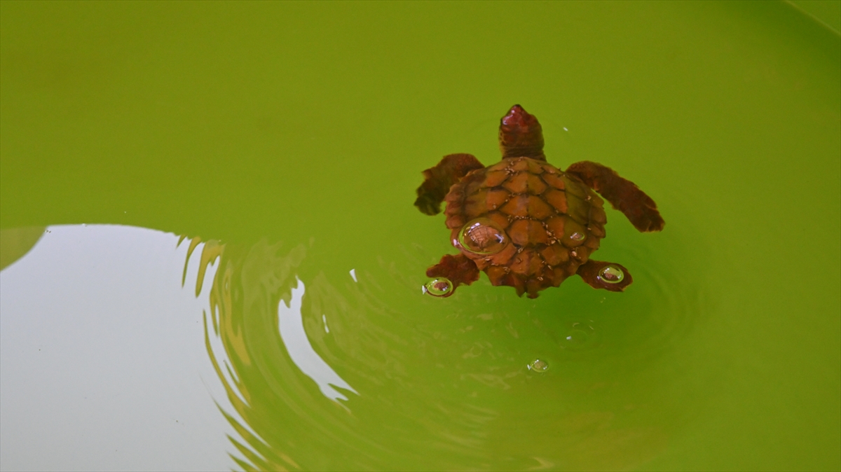 A A 20250717 38590717 38590716 A N T A L Y A D A C U V A L A T A K I L A N D E N I Z K A P L U M B A G A S I N I S A H I L G U V E N L I K K U R T A R D I