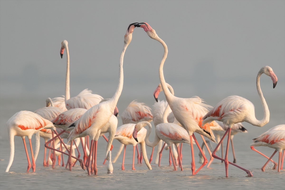 A A 20250720 38607547 38607526 A D A N A D A K I A K Y A T A N L A G U N U F L A M I N G O L A R L A R E N K L E N D I