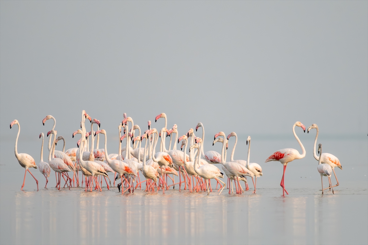 A A 20250720 38607547 38607527 A D A N A D A K I A K Y A T A N L A G U N U F L A M I N G O L A R L A R E N K L E N D I