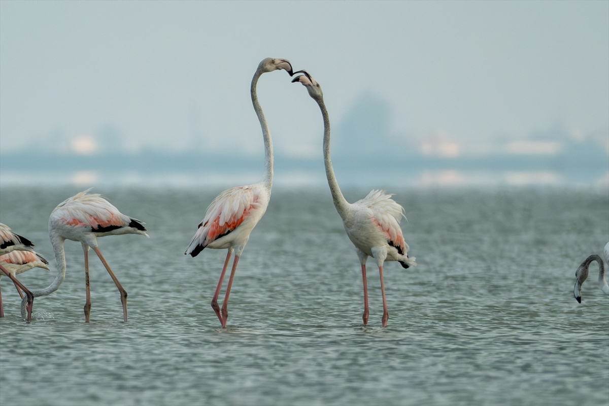 A A 20250720 38607547 38607528 A D A N A D A K I A K Y A T A N L A G U N U F L A M I N G O L A R L A R E N K L E N D I