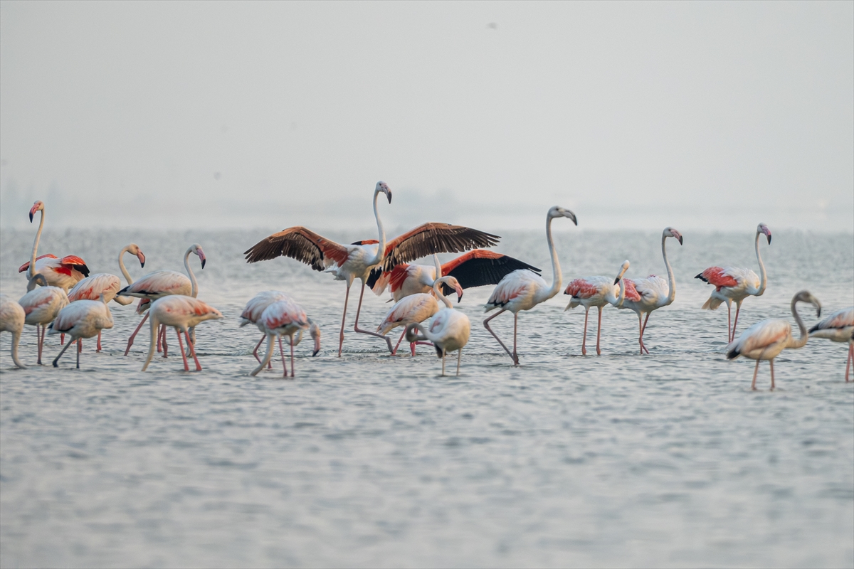 A A 20250720 38607547 38607529 A D A N A D A K I A K Y A T A N L A G U N U F L A M I N G O L A R L A R E N K L E N D I