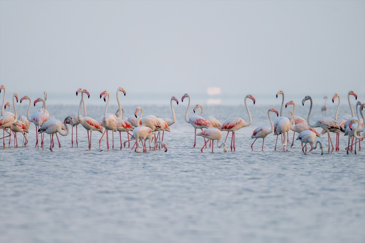 A A 20250720 38607547 38607530 A D A N A D A K I A K Y A T A N L A G U N U F L A M I N G O L A R L A R E N K L E N D I