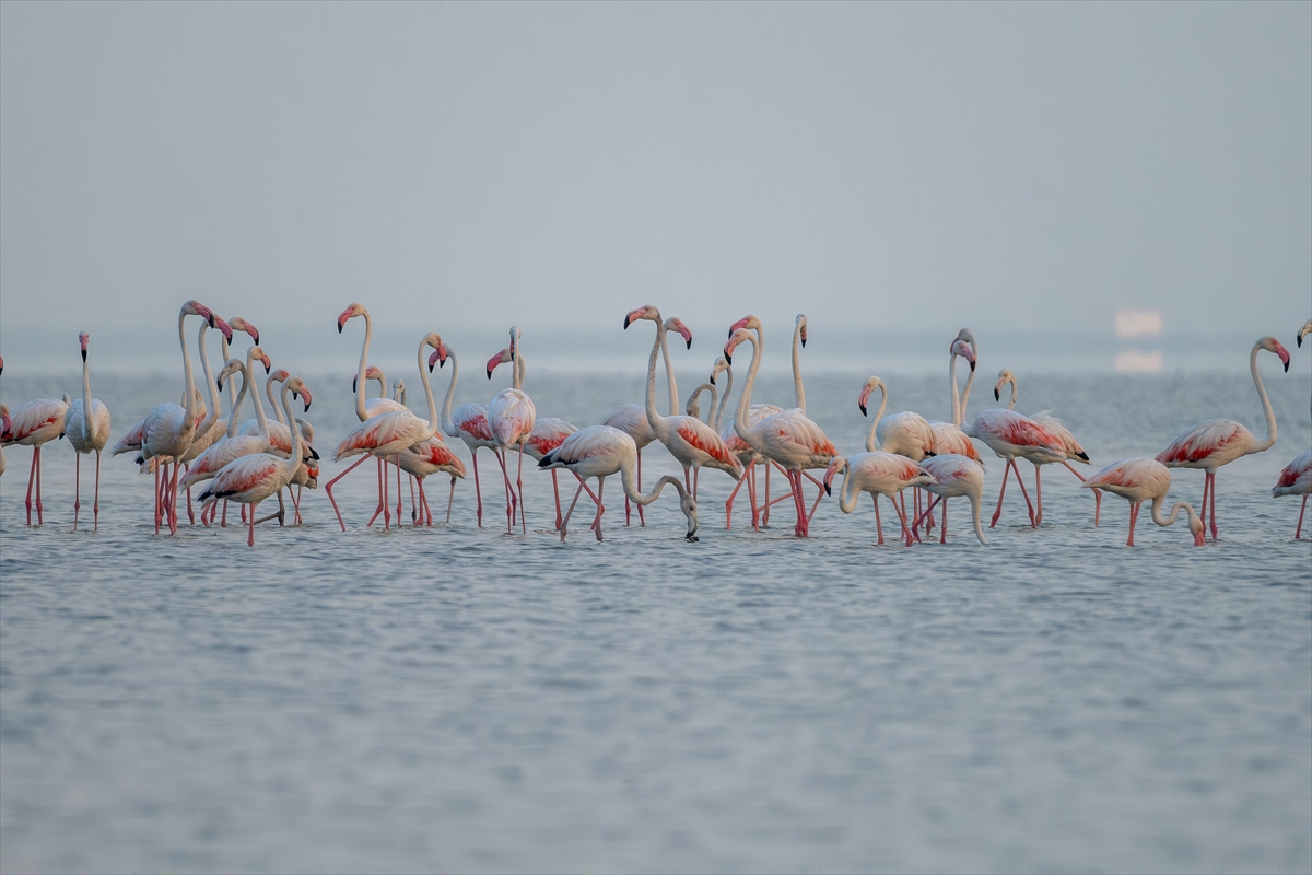 A A 20250720 38607547 38607531 A D A N A D A K I A K Y A T A N L A G U N U F L A M I N G O L A R L A R E N K L E N D I