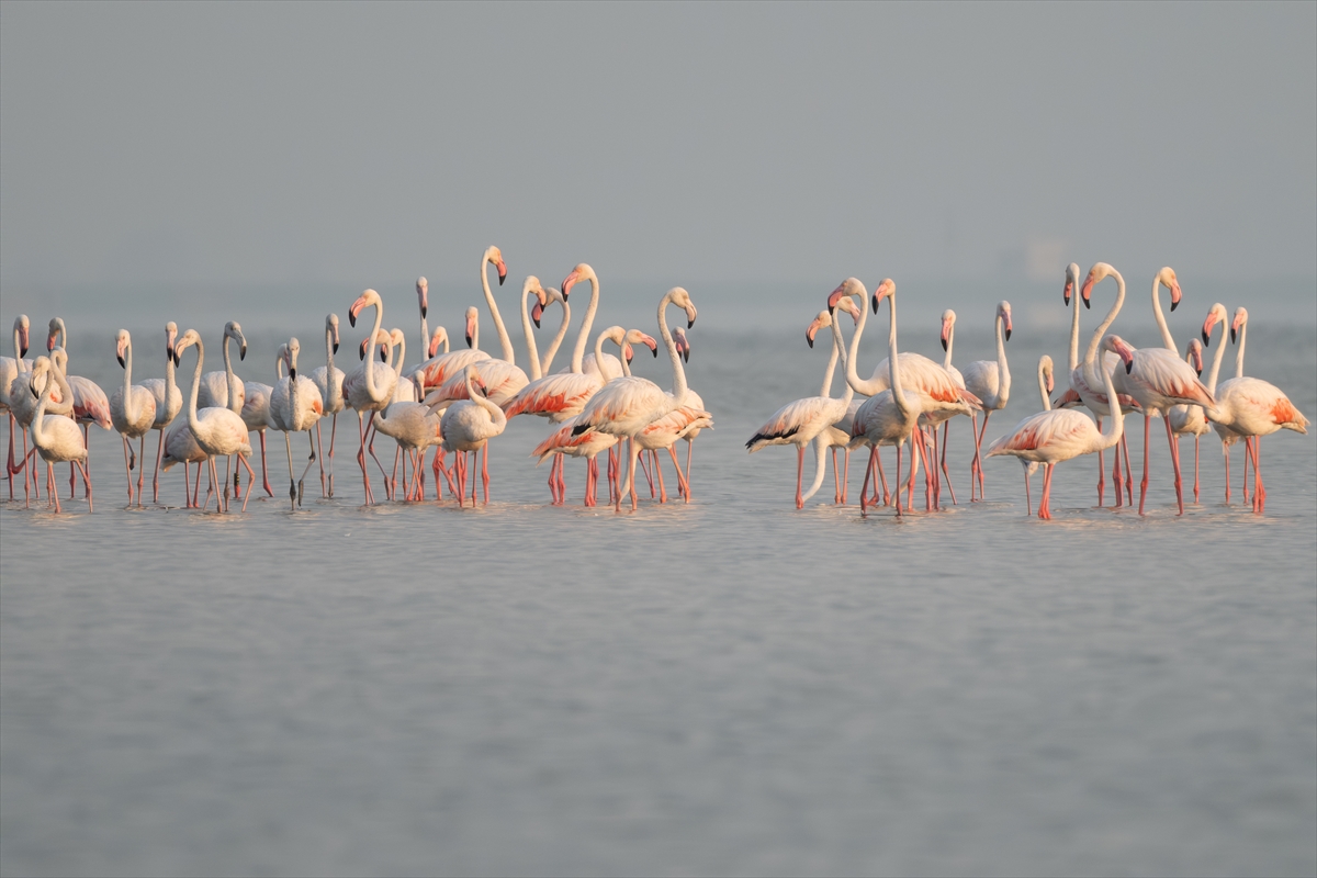 A A 20250720 38607547 38607532 A D A N A D A K I A K Y A T A N L A G U N U F L A M I N G O L A R L A R E N K L E N D I