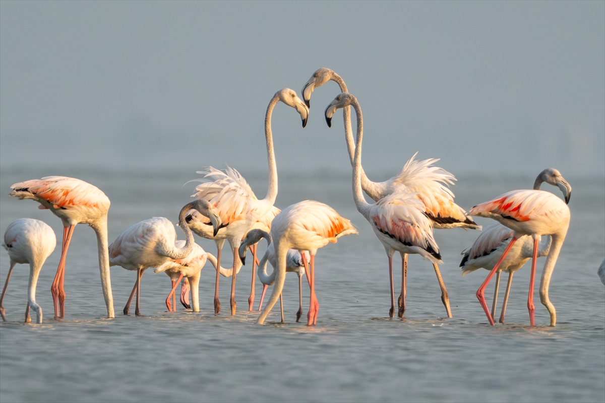 A A 20250720 38607547 38607533 A D A N A D A K I A K Y A T A N L A G U N U F L A M I N G O L A R L A R E N K L E N D I