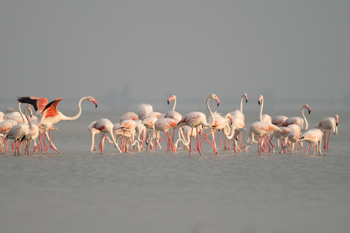 A A 20250720 38607547 38607534 A D A N A D A K I A K Y A T A N L A G U N U F L A M I N G O L A R L A R E N K L E N D I