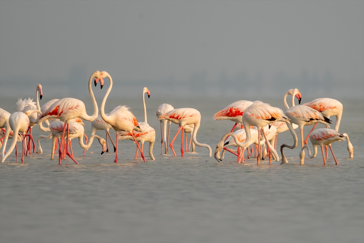 A A 20250720 38607547 38607535 A D A N A D A K I A K Y A T A N L A G U N U F L A M I N G O L A R L A R E N K L E N D I