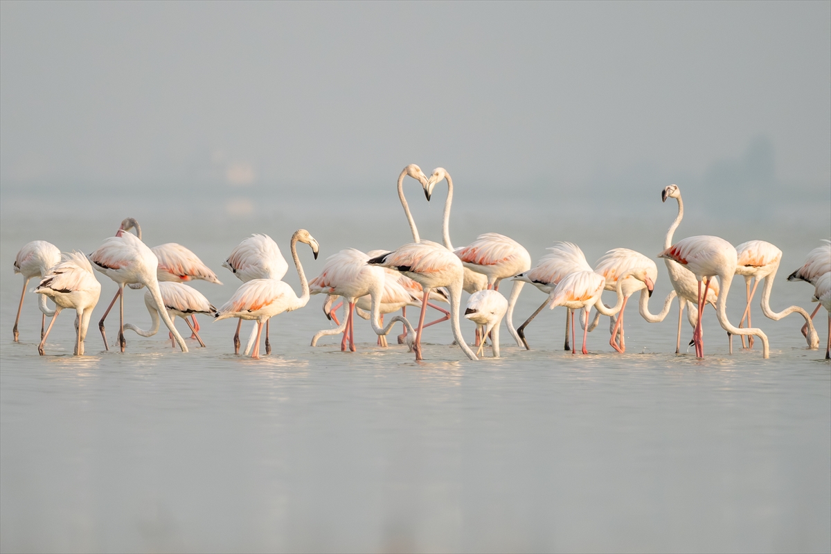 A A 20250720 38607547 38607536 A D A N A D A K I A K Y A T A N L A G U N U F L A M I N G O L A R L A R E N K L E N D I