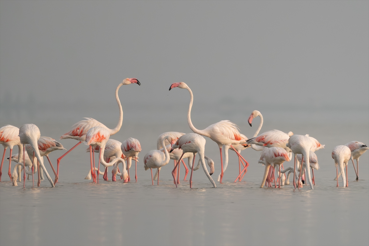 A A 20250720 38607547 38607537 A D A N A D A K I A K Y A T A N L A G U N U F L A M I N G O L A R L A R E N K L E N D I