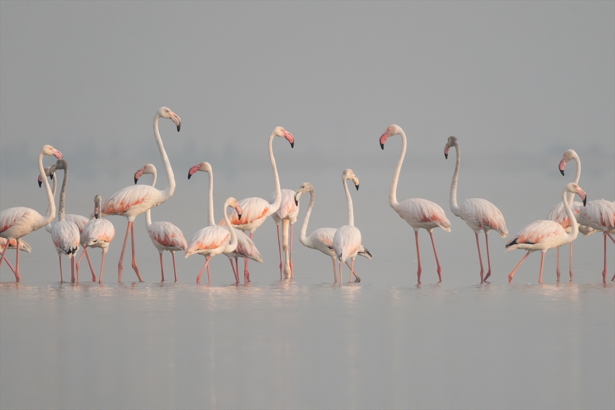 A A 20250720 38607547 38607538 A D A N A D A K I A K Y A T A N L A G U N U F L A M I N G O L A R L A R E N K L E N D I