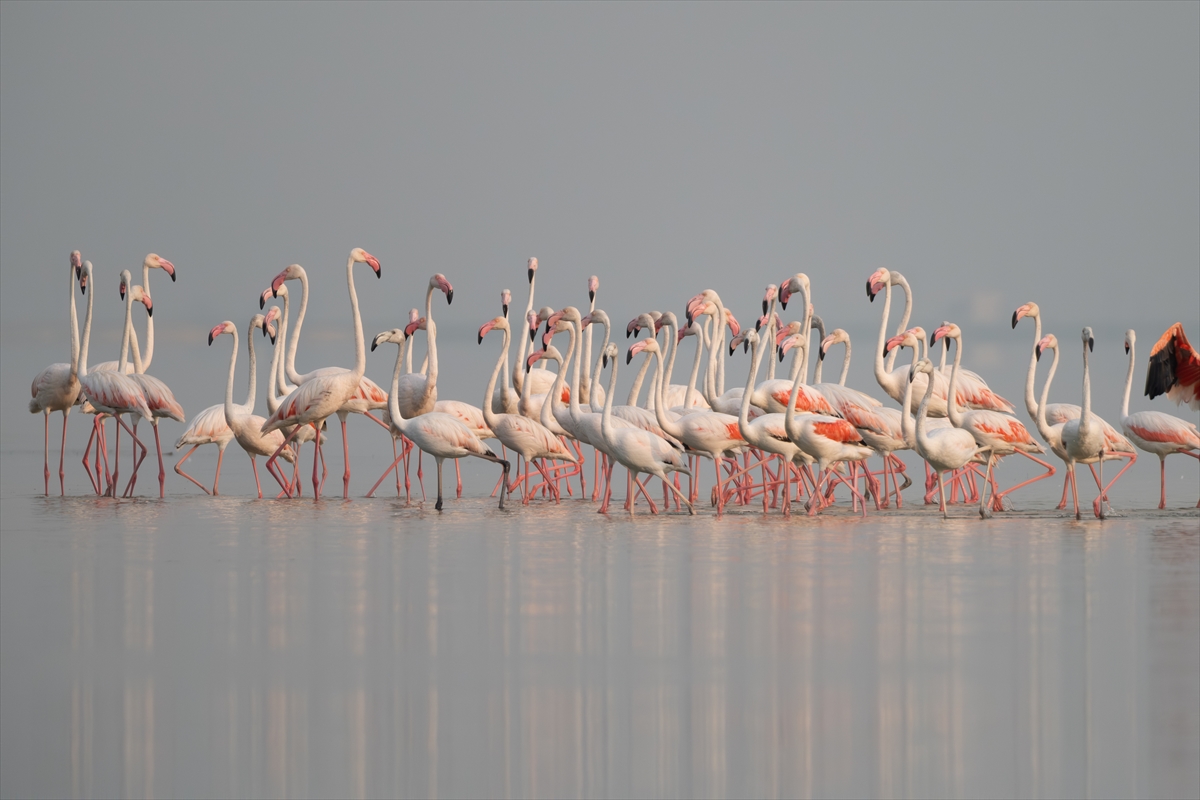 A A 20250720 38607547 38607539 A D A N A D A K I A K Y A T A N L A G U N U F L A M I N G O L A R L A R E N K L E N D I