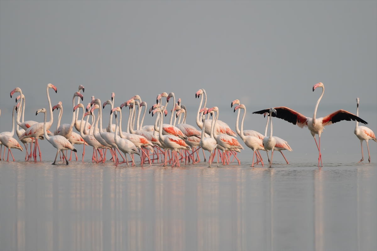 A A 20250720 38607547 38607540 A D A N A D A K I A K Y A T A N L A G U N U F L A M I N G O L A R L A R E N K L E N D I