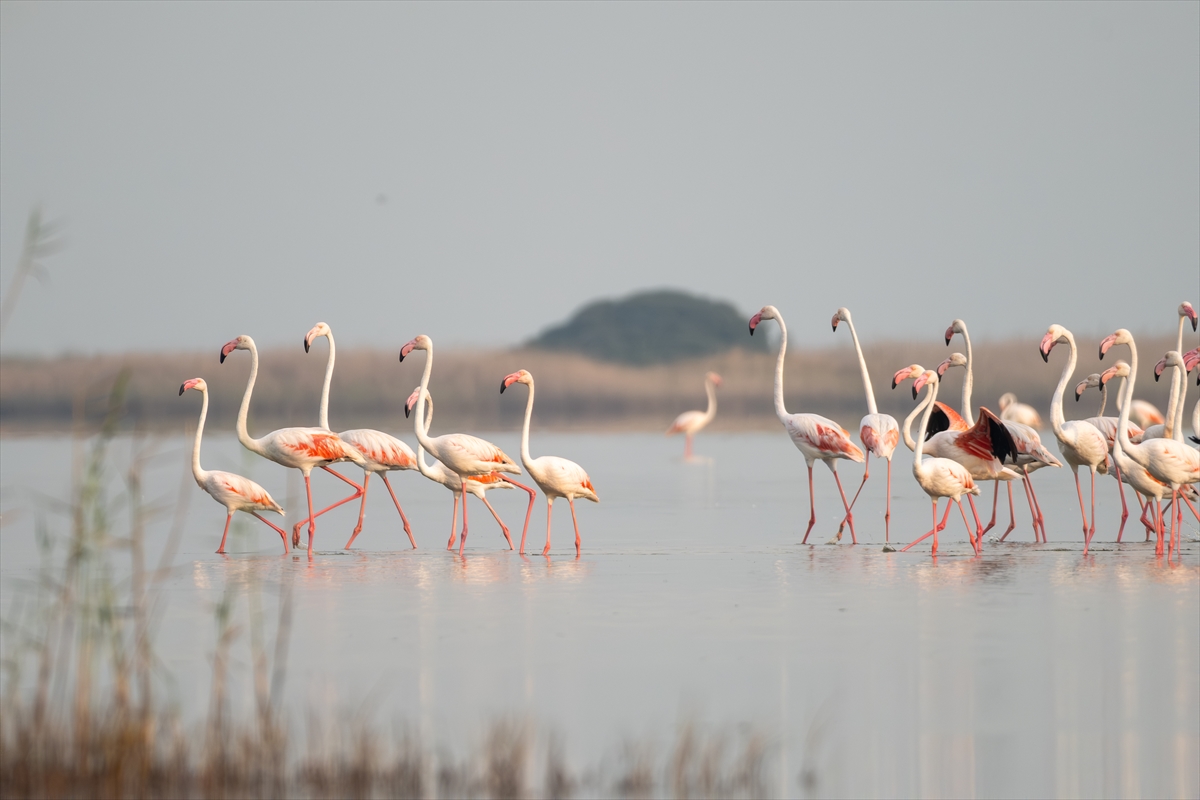 A A 20250720 38607547 38607541 A D A N A D A K I A K Y A T A N L A G U N U F L A M I N G O L A R L A R E N K L E N D I