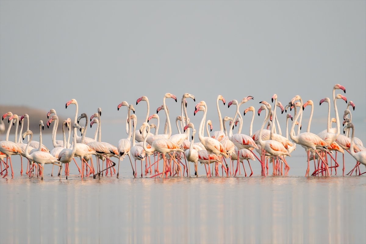 A A 20250720 38607547 38607542 A D A N A D A K I A K Y A T A N L A G U N U F L A M I N G O L A R L A R E N K L E N D I