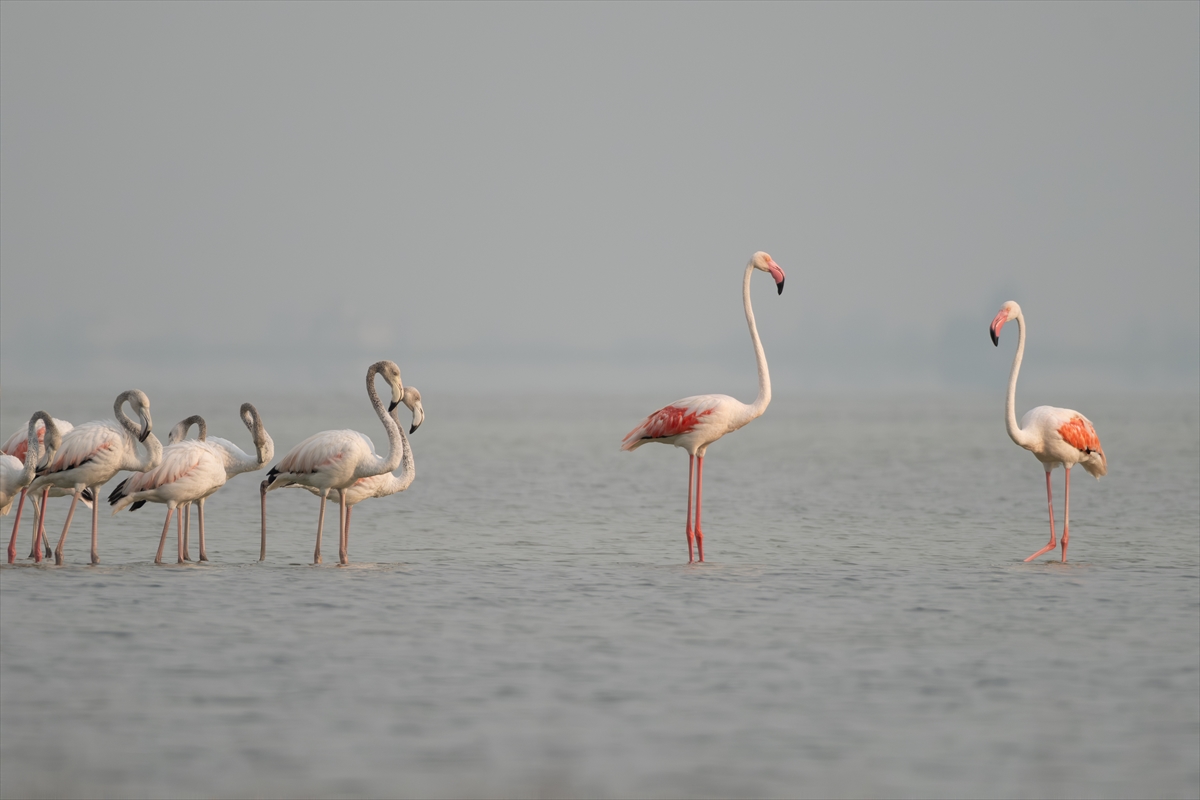 A A 20250720 38607547 38607543 A D A N A D A K I A K Y A T A N L A G U N U F L A M I N G O L A R L A R E N K L E N D I