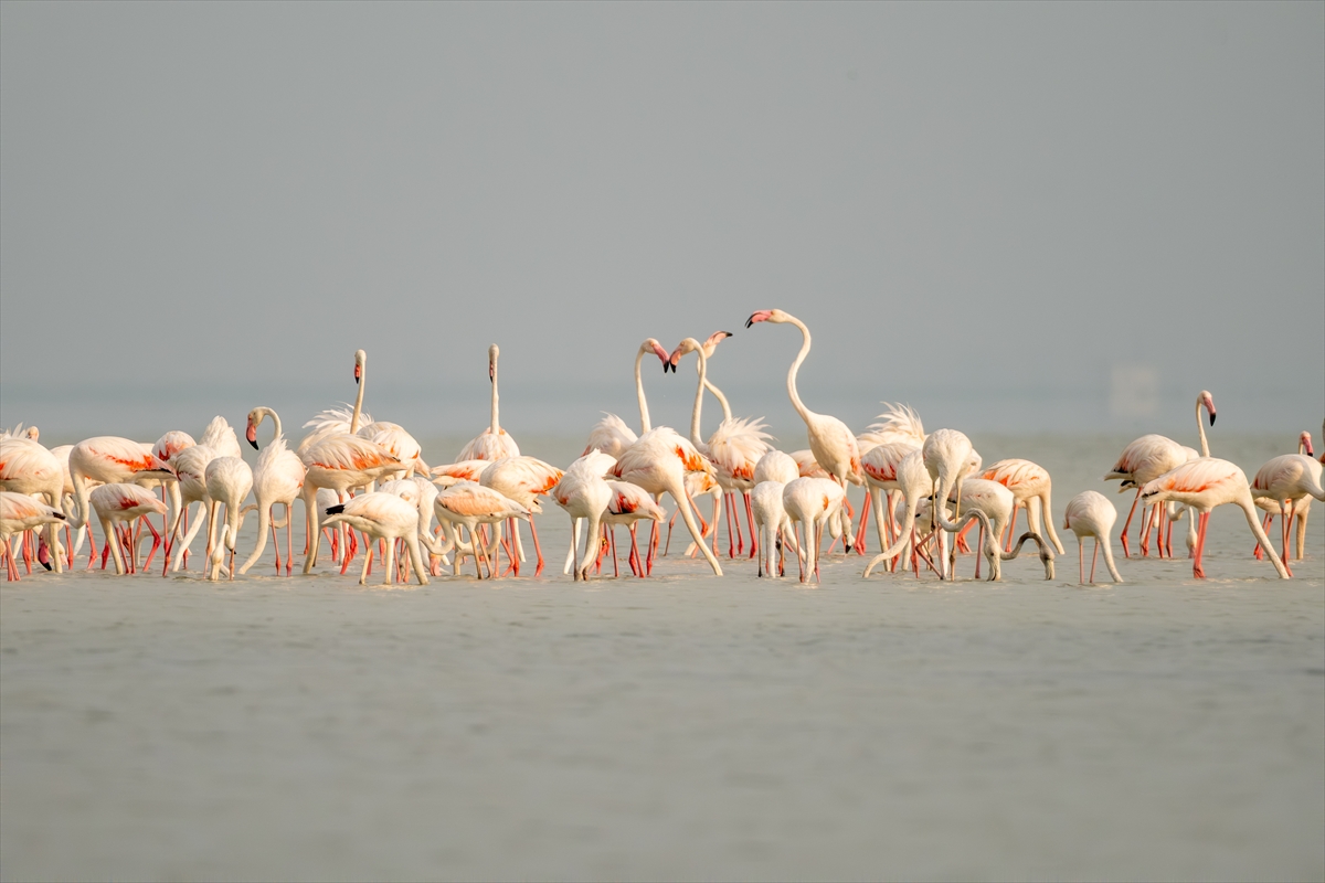 A A 20250720 38607547 38607544 A D A N A D A K I A K Y A T A N L A G U N U F L A M I N G O L A R L A R E N K L E N D I