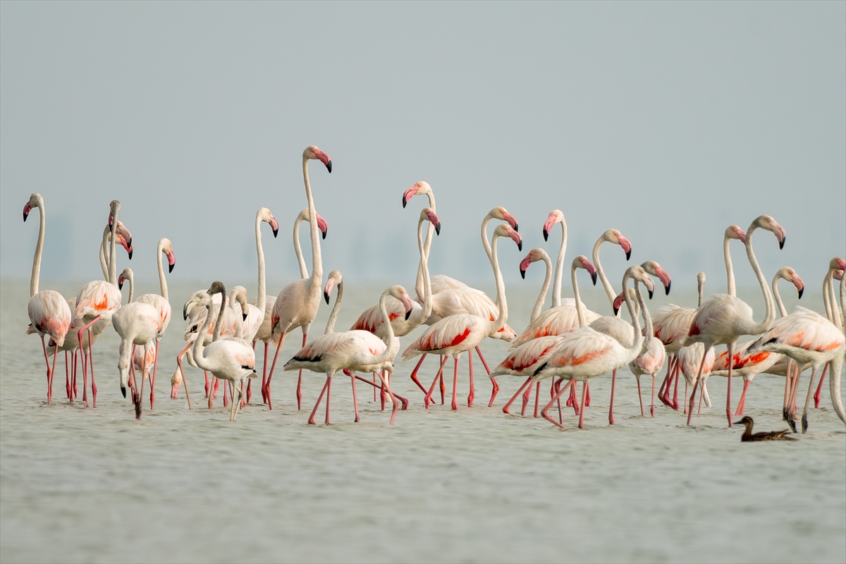 A A 20250720 38607547 38607545 A D A N A D A K I A K Y A T A N L A G U N U F L A M I N G O L A R L A R E N K L E N D I