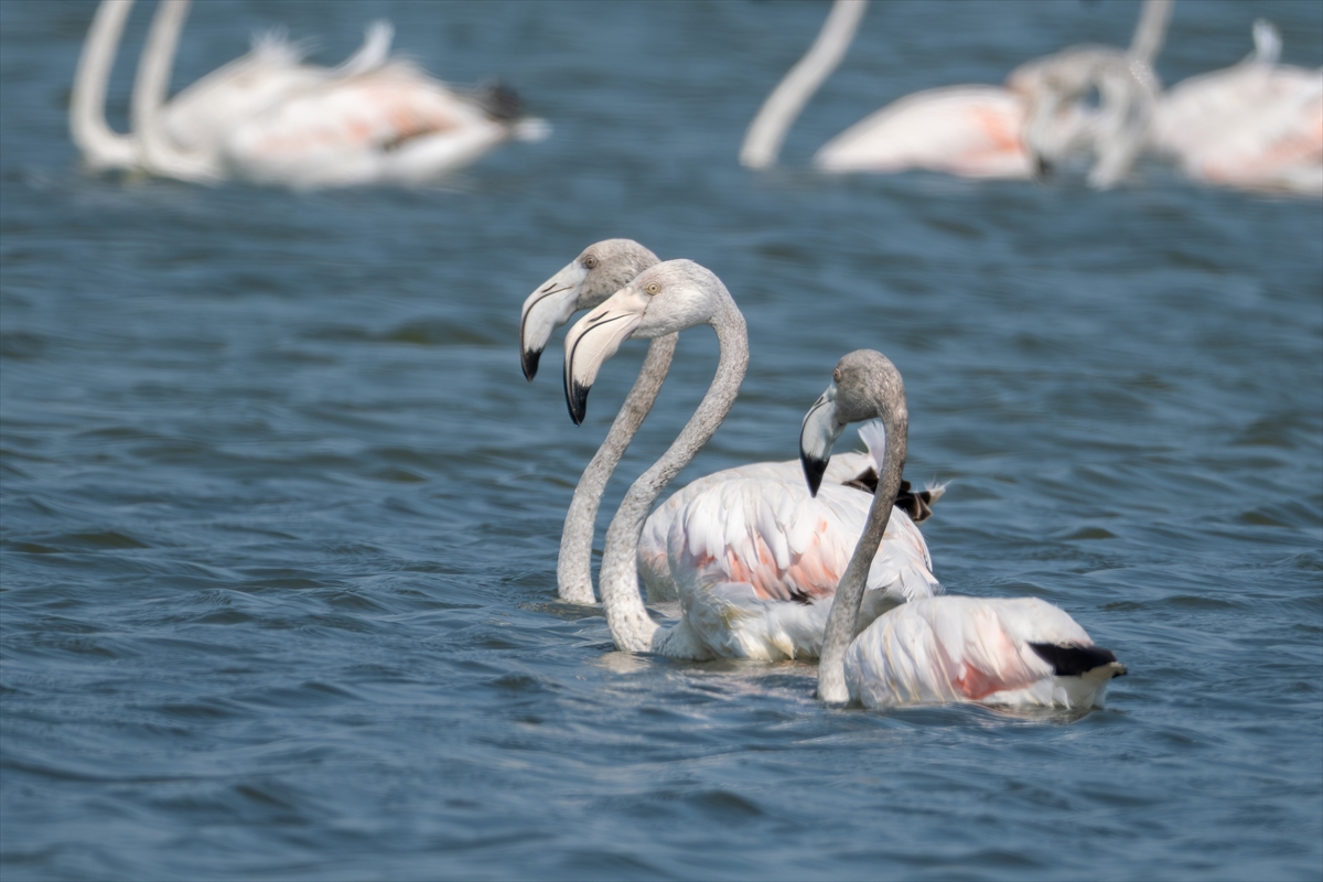 A A 20250720 38607547 38607546 A D A N A D A K I A K Y A T A N L A G U N U F L A M I N G O L A R L A R E N K L E N D I