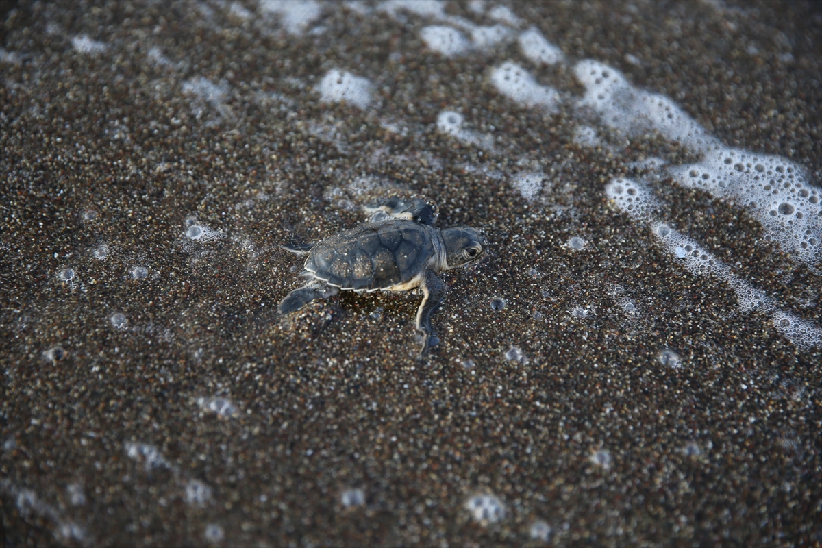 A A 20250723 38634504 38634495 M E R S I N D E K A P L U M B A G A L A R I N Y U M U R T A B I R A K T I G I K U M S A L D A Y A V R U C I K I S L A R I B A S L A D I