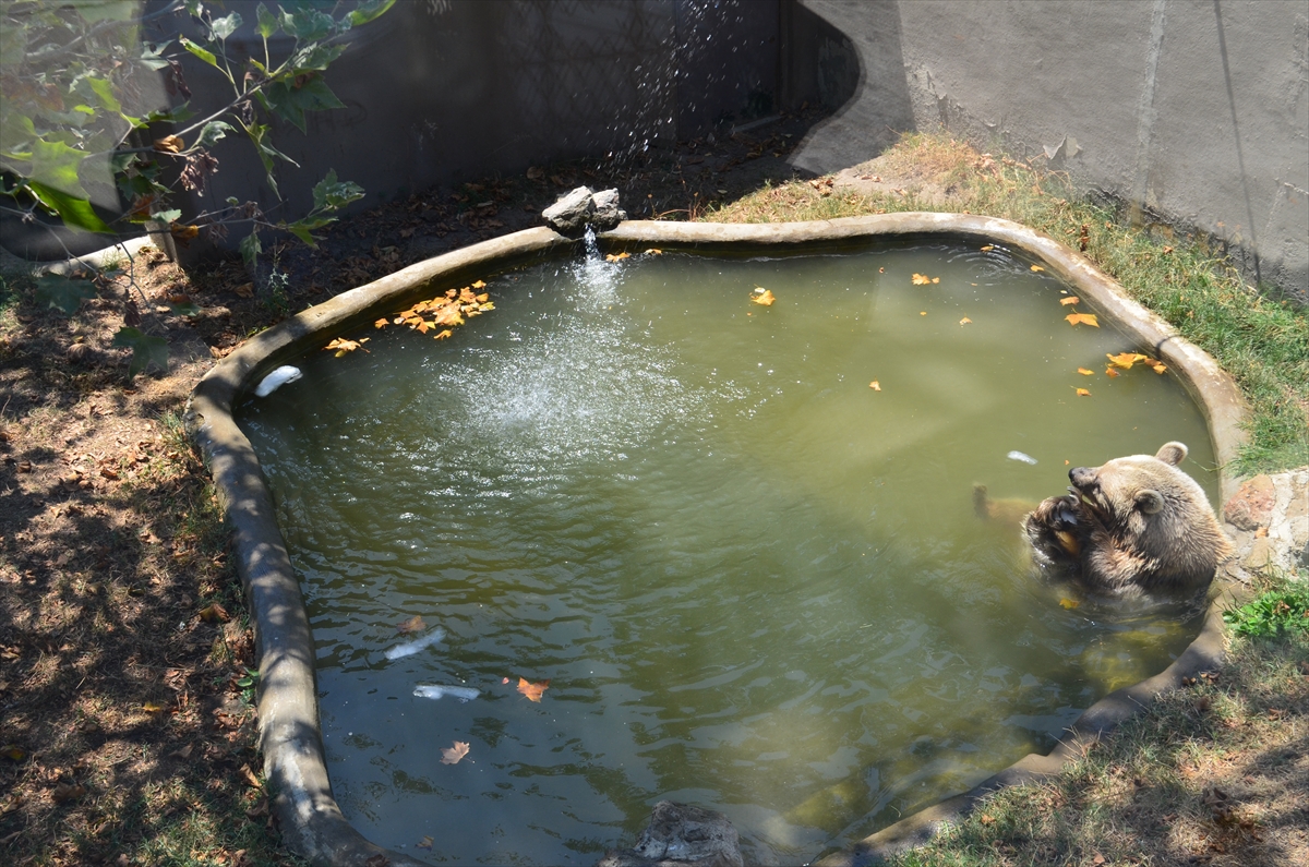 A A 20250724 38648862 38648859 K O C A E L I D E H A Y V A N A T B A H C E S I S A K I N L E R I B U Z K A L I P L A R I Y L A S E R I N L E T I L I Y O R