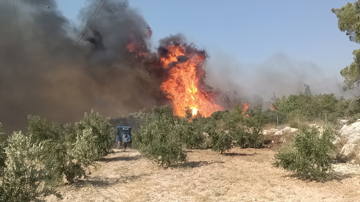 A A 20250726 38665699 38665694 M E R S I N I N S I L I F K E I L C E S I N D E C I K A N O R M A N Y A N G I N I N A M U D A H A L E E D I L I Y O R