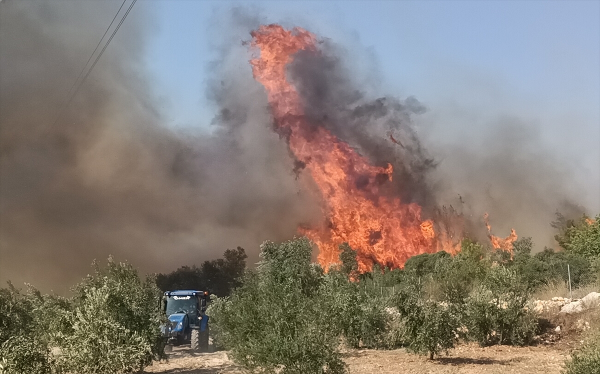 A A 20250726 38665699 38665695 M E R S I N I N S I L I F K E I L C E S I N D E C I K A N O R M A N Y A N G I N I N A M U D A H A L E E D I L I Y O R