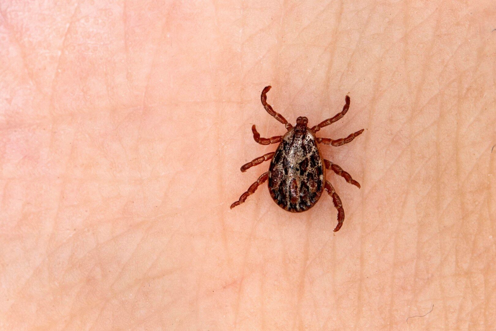 Habergaleri Ogr Gor Basak Agca Yaz Aylarinda Gundemdeki Iki Buyuk Tehdit Kene Korkusu Ve Sari Kiz Orumcegi Tehlikesi 3711122