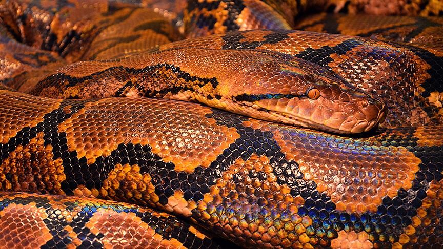 Thumbs B C 28D5C87Dcd9E0B4A0603234019B9958F