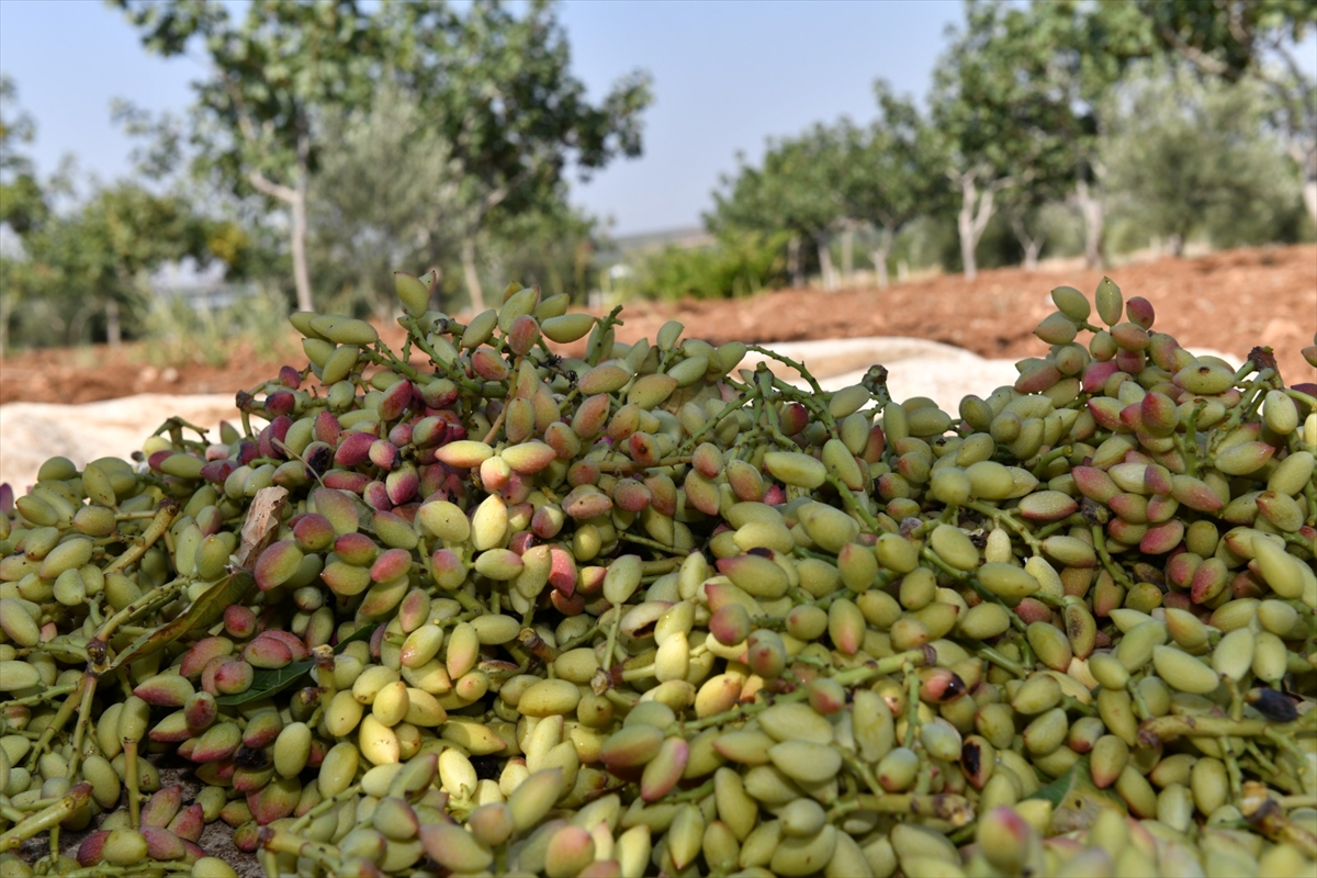 A A 20250810 38791551 38791548 S A N L I U R F A V A L I S I S I L D A K A N T E P F I S T I G I H A S A D I N A K A T I L D I