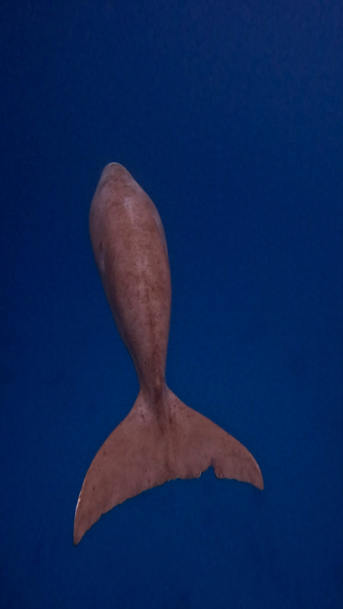 A A 20250812 38806331 38806322 N E S L I T U K E N M E T E H L I K E S I A L T I N D A O L A N D U G O N G L A R K I Z I L D E N I Z D E G O R U N T U L E N D I