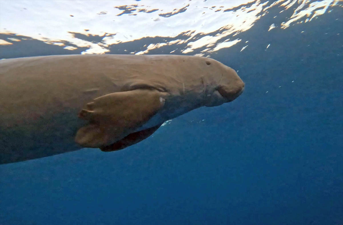 A A 20250812 38806331 38806326 N E S L I T U K E N M E T E H L I K E S I A L T I N D A O L A N D U G O N G L A R K I Z I L D E N I Z D E G O R U N T U L E N D I