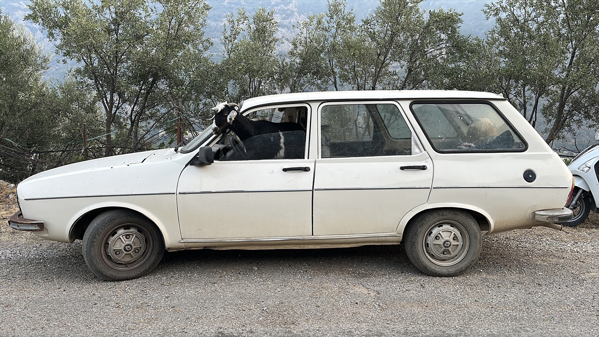 A A 20250814 38831191 38831190 M E R S I N A N A M U R D A O R M A N Y A N G I N I C I K T I