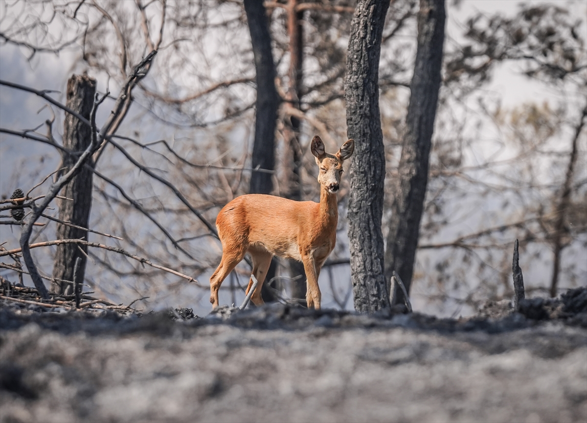 A A 20250817 38852002 38851993 C A N A K K A L E G E L I B O L U Y A N G I N I N D A A L E V L E R D E N K A C A N K A R A C A G O R U N T U L E N D I