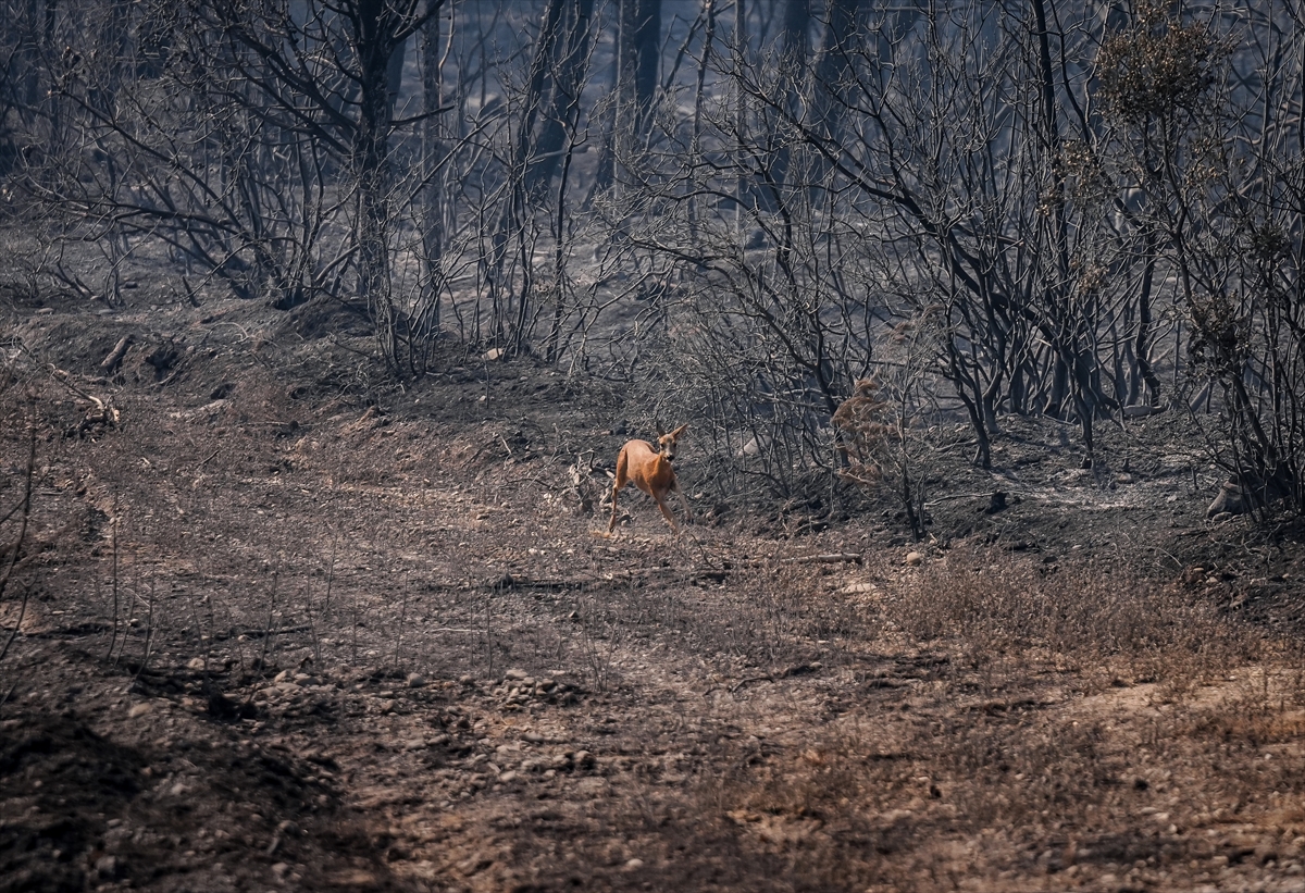 A A 20250817 38852002 38851995 C A N A K K A L E G E L I B O L U Y A N G I N I N D A A L E V L E R D E N K A C A N K A R A C A G O R U N T U L E N D I