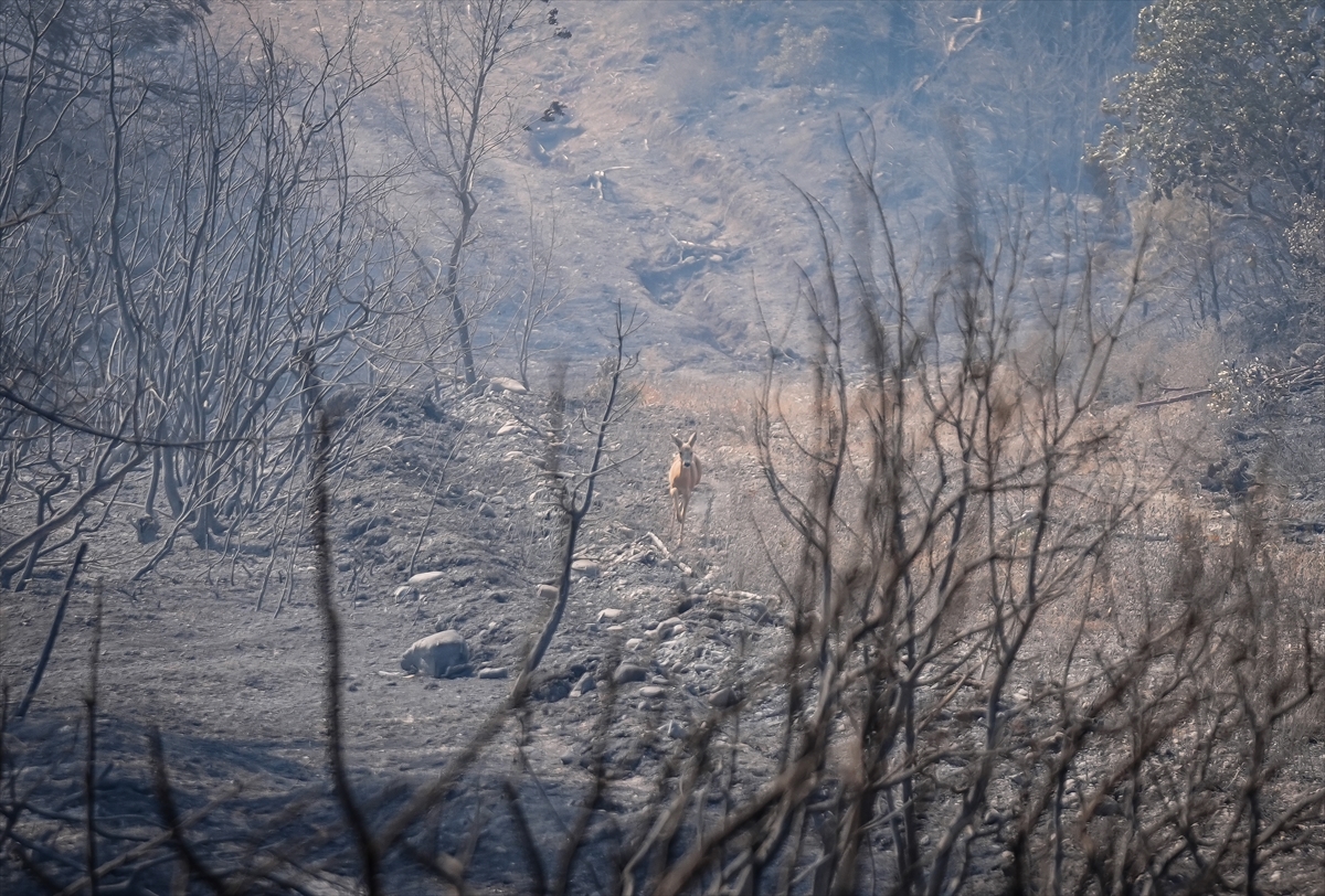 A A 20250817 38852002 38852001 C A N A K K A L E G E L I B O L U Y A N G I N I N D A A L E V L E R D E N K A C A N K A R A C A G O R U N T U L E N D I