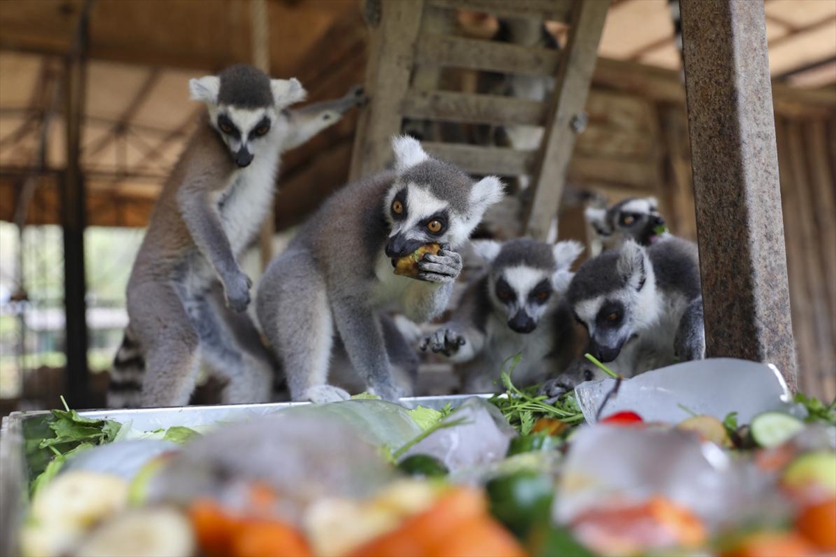 A A 20250818 38858250 38858243 T A R S U S D O G A P A R K I N D A H A Y V A N L A R B U Z L U M E Y V E K O K T E Y L I V E S U Y L A S E R I N L I Y O R