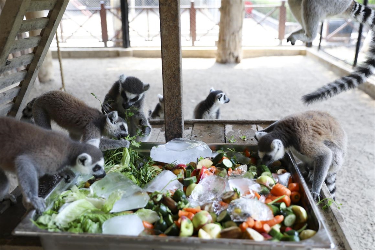 A A 20250818 38858250 38858244 T A R S U S D O G A P A R K I N D A H A Y V A N L A R B U Z L U M E Y V E K O K T E Y L I V E S U Y L A S E R I N L I Y O R