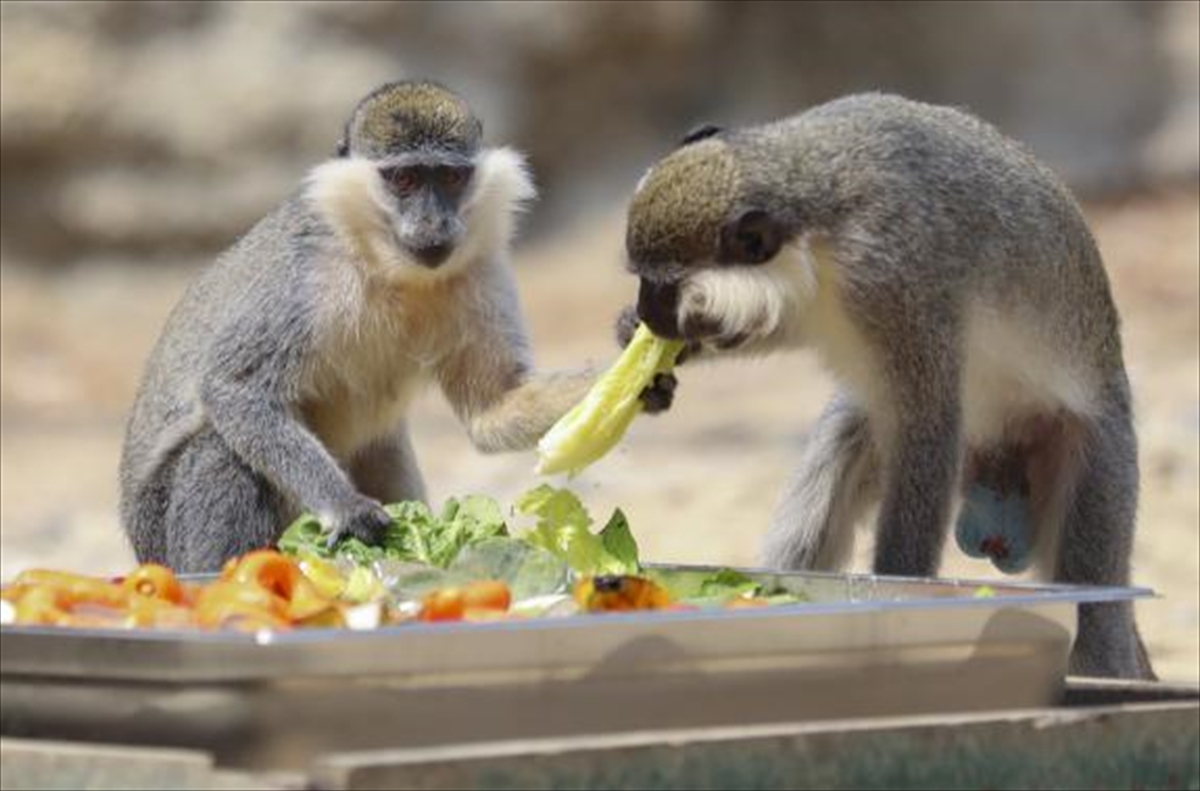 A A 20250818 38858250 38858245 T A R S U S D O G A P A R K I N D A H A Y V A N L A R B U Z L U M E Y V E K O K T E Y L I V E S U Y L A S E R I N L I Y O R