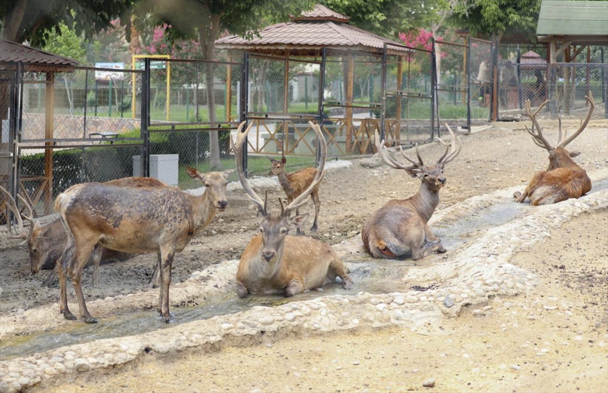 A A 20250818 38858250 38858246 T A R S U S D O G A P A R K I N D A H A Y V A N L A R B U Z L U M E Y V E K O K T E Y L I V E S U Y L A S E R I N L I Y O R