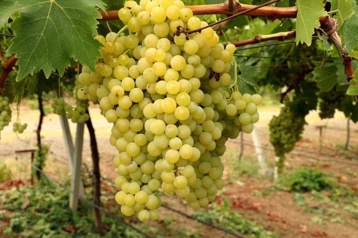 A A 20250821 38883462 38883455 T E K I R D A G D A T E S C I L L I S U L E Y M A N P A S A B E Y A Z I U Z U M U N D E H A S A T B A S L A D I