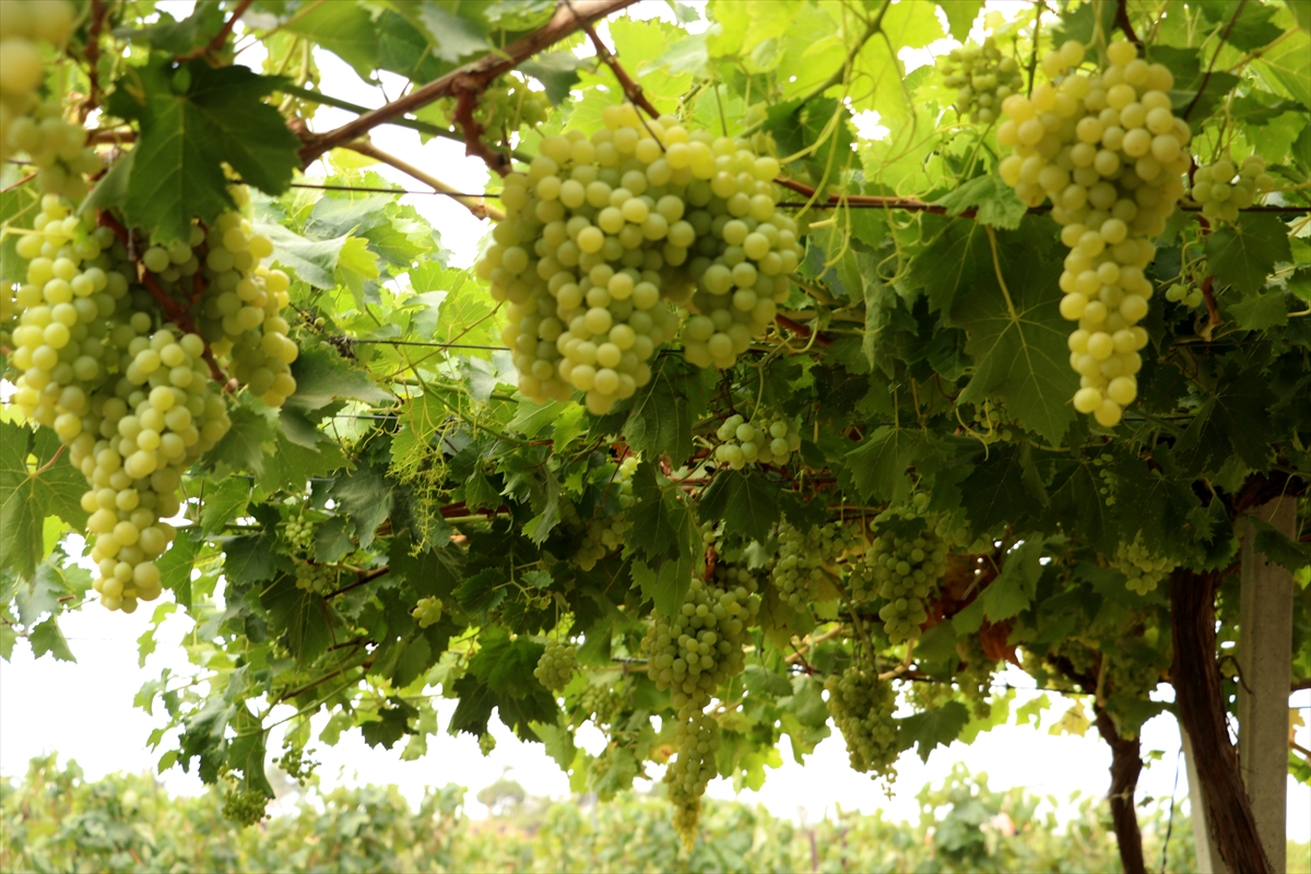 A A 20250821 38883462 38883456 T E K I R D A G D A T E S C I L L I S U L E Y M A N P A S A B E Y A Z I U Z U M U N D E H A S A T B A S L A D I