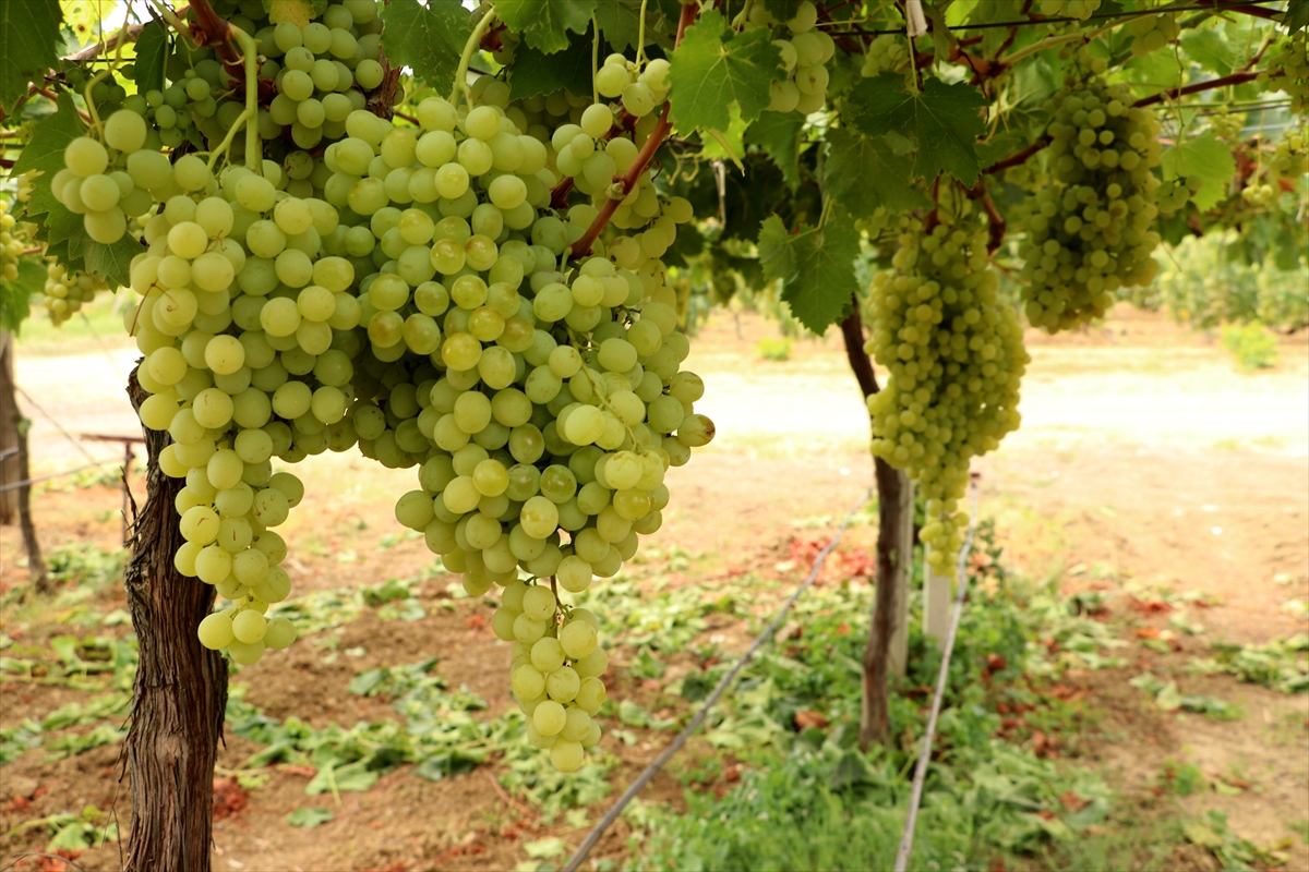 A A 20250821 38883462 38883457 T E K I R D A G D A T E S C I L L I S U L E Y M A N P A S A B E Y A Z I U Z U M U N D E H A S A T B A S L A D I