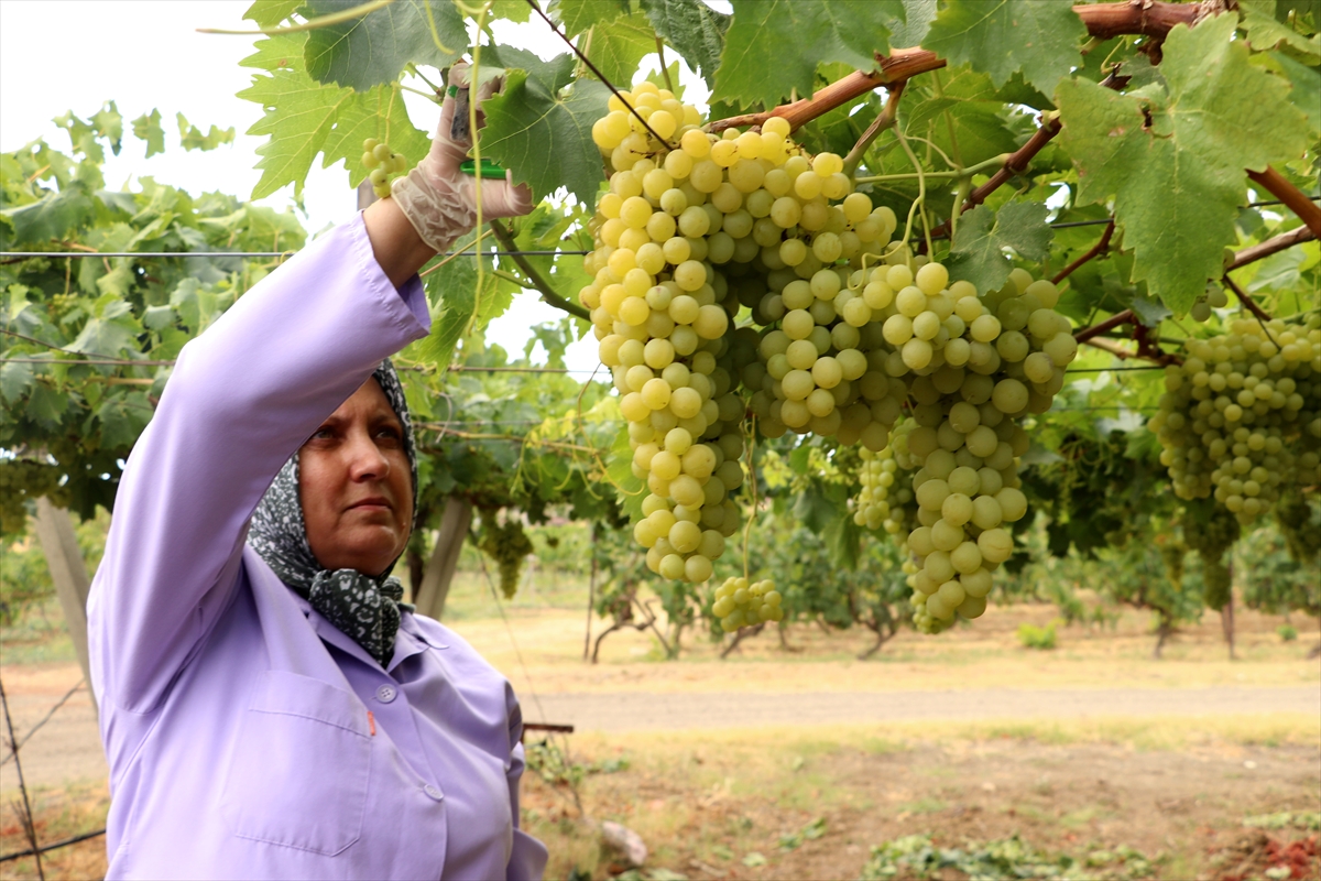 A A 20250821 38883462 38883458 T E K I R D A G D A T E S C I L L I S U L E Y M A N P A S A B E Y A Z I U Z U M U N D E H A S A T B A S L A D I