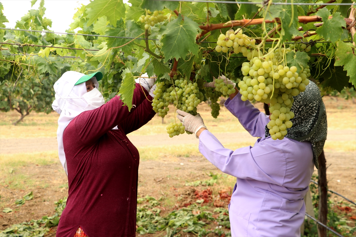 A A 20250821 38883462 38883460 T E K I R D A G D A T E S C I L L I S U L E Y M A N P A S A B E Y A Z I U Z U M U N D E H A S A T B A S L A D I