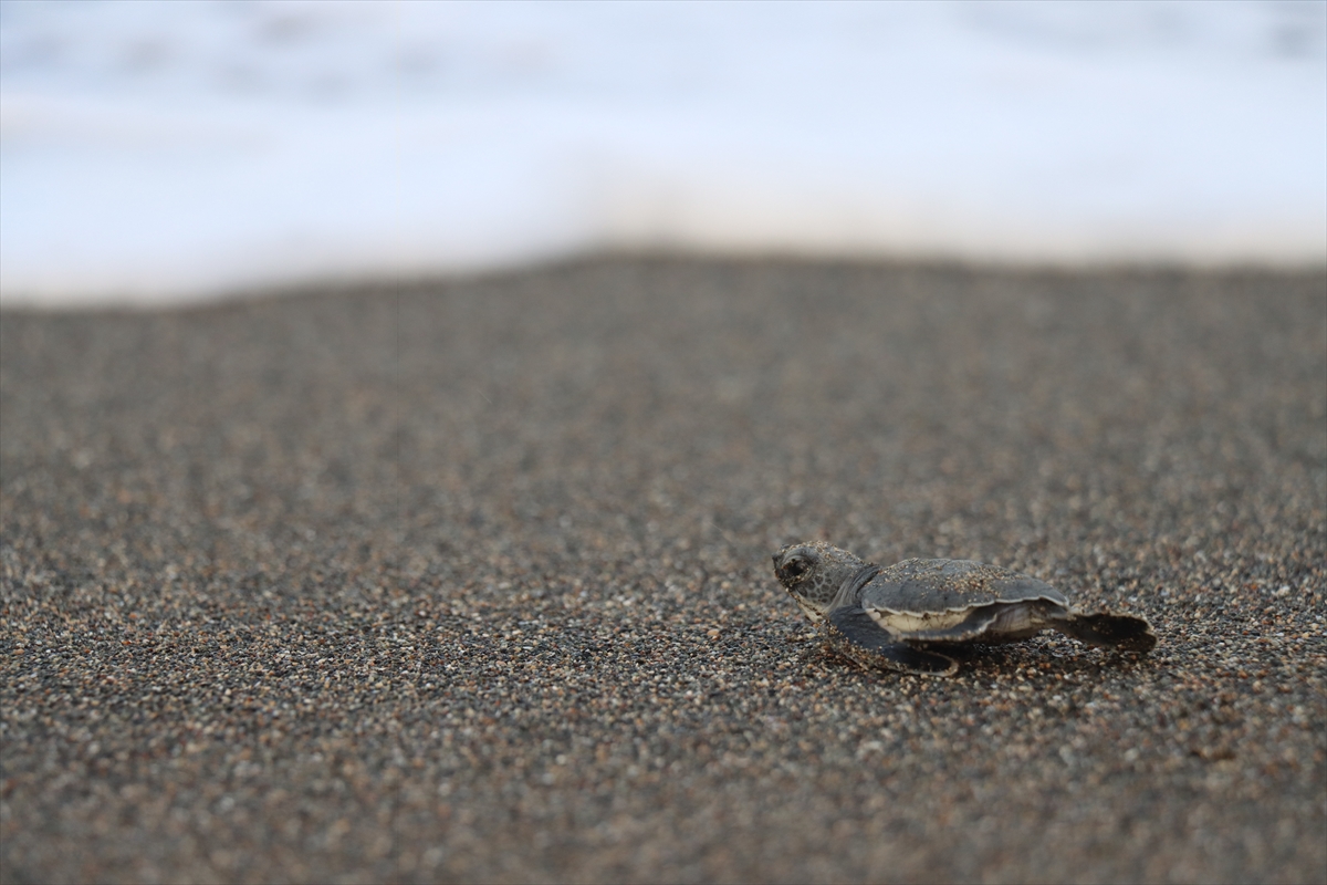 A A 20250822 38892106 38892096 H A T A Y D A Y U M U R T A L A R I N D A N C I K A N K A P L U M B A G A Y A V R U L A R I D E N I Z L E B U L U S T U