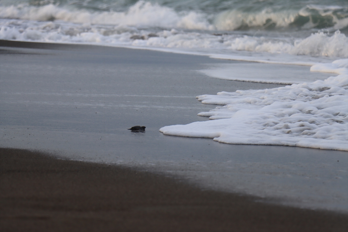 A A 20250822 38892106 38892097 H A T A Y D A Y U M U R T A L A R I N D A N C I K A N K A P L U M B A G A Y A V R U L A R I D E N I Z L E B U L U S T U