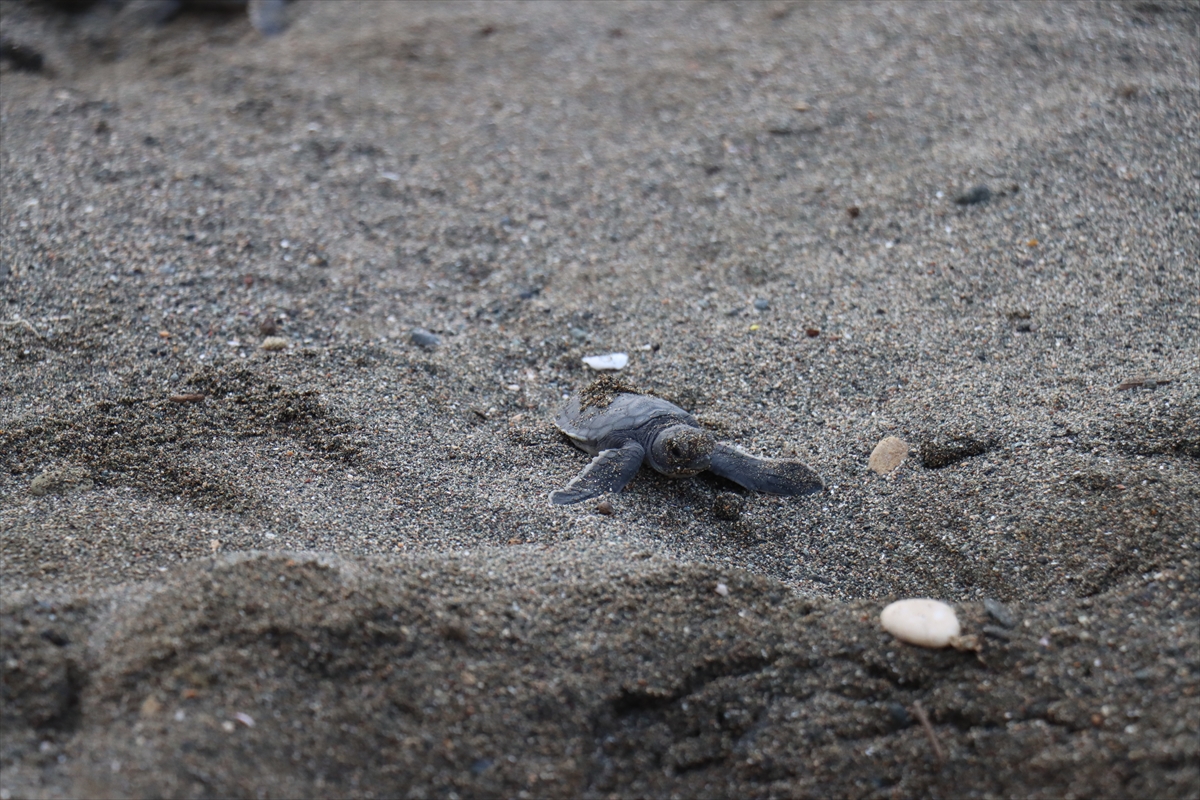 A A 20250822 38892106 38892099 H A T A Y D A Y U M U R T A L A R I N D A N C I K A N K A P L U M B A G A Y A V R U L A R I D E N I Z L E B U L U S T U